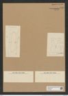 Hemiaulus ornithacephalus Grev. (de-Toni-Nr.: Genus 117, Species 3359) Zeichnungen Sammlung Grunow Nr. 6769 (NHMW-BOT-W0375601)